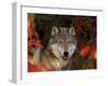 Grey Wolf Portrait, Minnesota, USA-Lynn M. Stone-Framed Premium Photographic Print