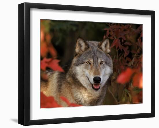 Grey Wolf Portrait, Minnesota, USA-Lynn M. Stone-Framed Photographic Print