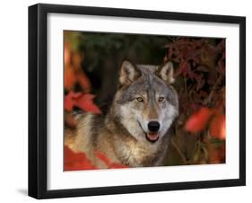 Grey Wolf Portrait, Minnesota, USA-Lynn M. Stone-Framed Photographic Print