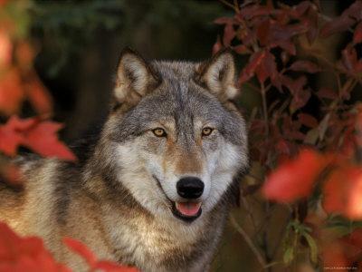 'Grey Wolf Portrait, Minnesota, USA' Photographic Print - Lynn M. Stone ...