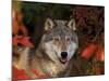 Grey Wolf Portrait, Minnesota, USA-Lynn M. Stone-Mounted Photographic Print
