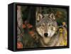 Grey Wolf Portrait, USA-Lynn M^ Stone-Framed Stretched Canvas