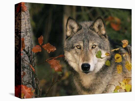 Grey Wolf Portrait, USA-Lynn M^ Stone-Stretched Canvas