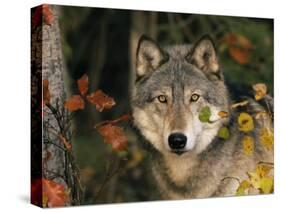 Grey Wolf Portrait, USA-Lynn M^ Stone-Stretched Canvas