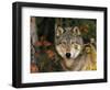 Grey Wolf Portrait, USA-Lynn M^ Stone-Framed Premium Photographic Print