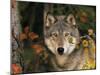 Grey Wolf Portrait, USA-Lynn M^ Stone-Mounted Premium Photographic Print