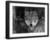 Grey Wolf Portrait, USA-Lynn M^ Stone-Framed Premium Photographic Print