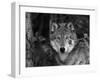 Grey Wolf Portrait, USA-Lynn M^ Stone-Framed Premium Photographic Print