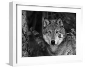 Grey Wolf Portrait, USA-Lynn M^ Stone-Framed Premium Photographic Print