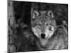 Grey Wolf Portrait, USA-Lynn M^ Stone-Mounted Premium Photographic Print