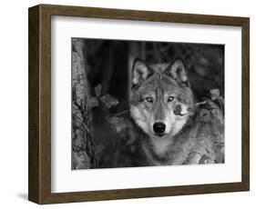Grey Wolf Portrait, USA-Lynn M^ Stone-Framed Premium Photographic Print