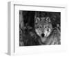 Grey Wolf Portrait, USA-Lynn M^ Stone-Framed Premium Photographic Print