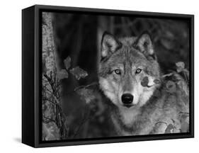 Grey Wolf Portrait, USA-Lynn M^ Stone-Framed Stretched Canvas