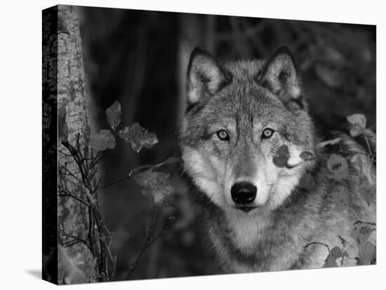 Grey Wolf Portrait, USA-Lynn M^ Stone-Stretched Canvas