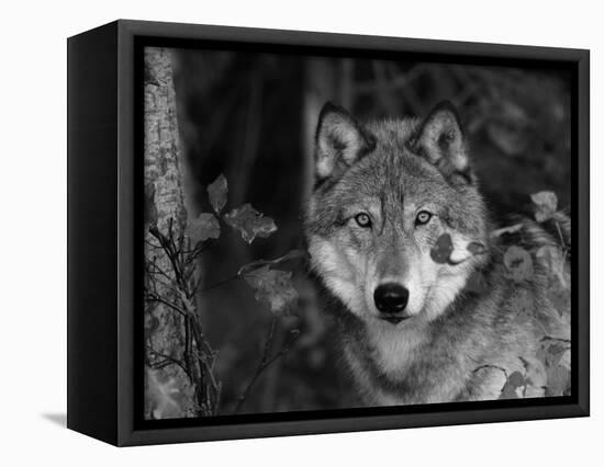 Grey Wolf Portrait, USA-Lynn M^ Stone-Framed Stretched Canvas