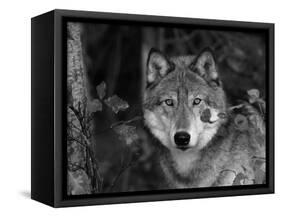 Grey Wolf Portrait, USA-Lynn M^ Stone-Framed Stretched Canvas
