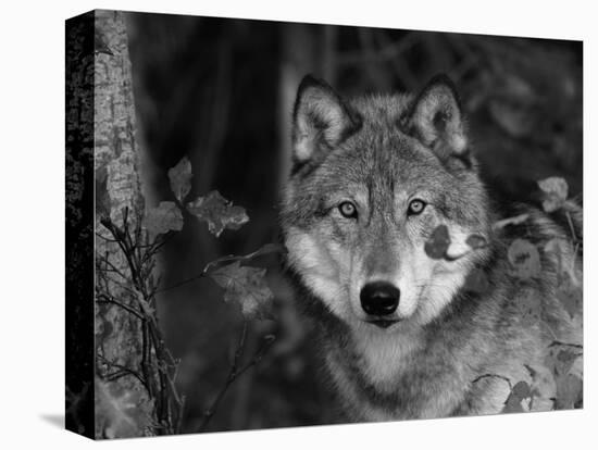 Grey Wolf Portrait, USA-Lynn M^ Stone-Stretched Canvas