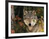 Grey Wolf Portrait, USA-Lynn M^ Stone-Framed Photographic Print