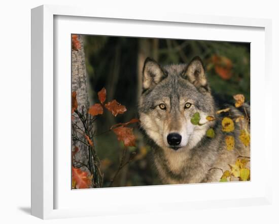 Grey Wolf Portrait, USA-Lynn M^ Stone-Framed Photographic Print