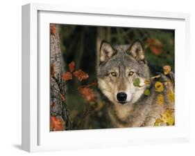 Grey Wolf Portrait, USA-Lynn M^ Stone-Framed Photographic Print