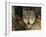 Grey Wolf Portrait, USA-Lynn M^ Stone-Framed Photographic Print