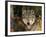 Grey Wolf Portrait, USA-Lynn M^ Stone-Framed Photographic Print