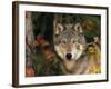 Grey Wolf Portrait, USA-Lynn M^ Stone-Framed Photographic Print