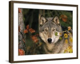 Grey Wolf Portrait, USA-Lynn M^ Stone-Framed Photographic Print