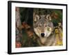 Grey Wolf Portrait, USA-Lynn M^ Stone-Framed Photographic Print