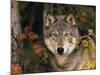 Grey Wolf Portrait, USA-Lynn M^ Stone-Mounted Photographic Print