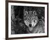 Grey Wolf Portrait, USA-Lynn M^ Stone-Framed Photographic Print