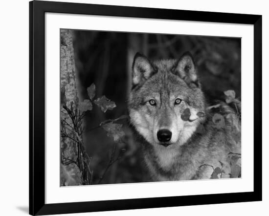 Grey Wolf Portrait, USA-Lynn M^ Stone-Framed Photographic Print