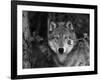 Grey Wolf Portrait, USA-Lynn M^ Stone-Framed Photographic Print