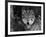 Grey Wolf Portrait, USA-Lynn M^ Stone-Framed Photographic Print