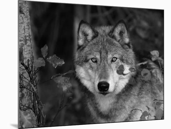 Grey Wolf Portrait, USA-Lynn M^ Stone-Mounted Photographic Print