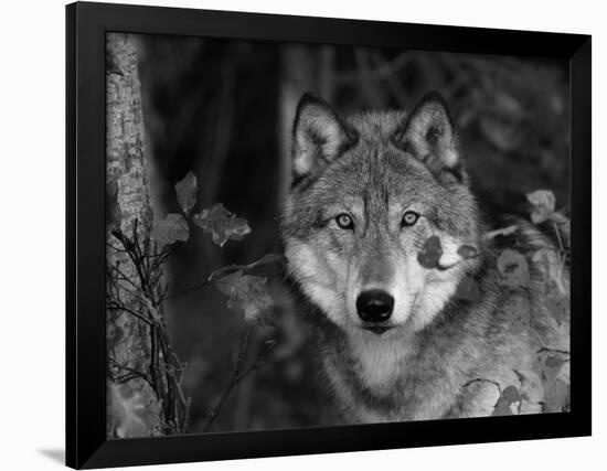 Grey Wolf Portrait, USA-Lynn M^ Stone-Framed Photographic Print