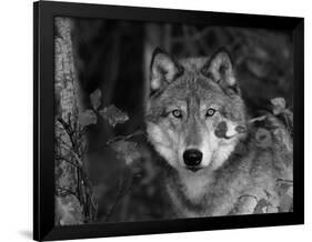 Grey Wolf Portrait, USA-Lynn M^ Stone-Framed Photographic Print