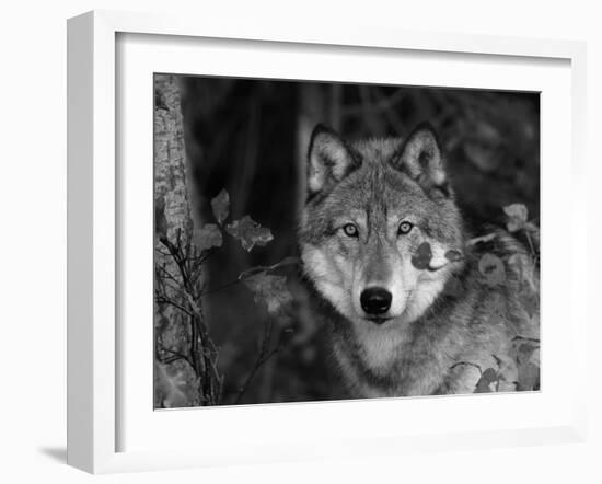 Grey Wolf Portrait, USA-Lynn M^ Stone-Framed Photographic Print