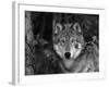 Grey Wolf Portrait, USA-Lynn M^ Stone-Framed Photographic Print