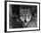 Grey Wolf Portrait, USA-Lynn M^ Stone-Framed Photographic Print