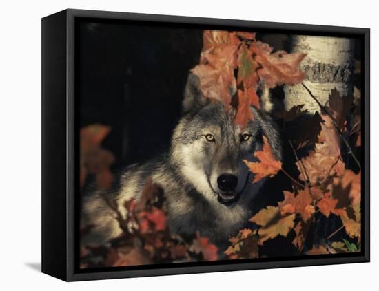 Grey Wolf Portrait with Autumn Leaves, USA-Lynn M. Stone-Framed Stretched Canvas