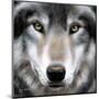 Grey Wolf Portrait-Sarah Stribbling-Mounted Art Print