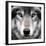 Grey Wolf Portrait-Sarah Stribbling-Framed Art Print