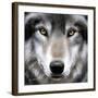 Grey Wolf Portrait-Sarah Stribbling-Framed Art Print