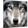 Grey Wolf Portrait-Sarah Stribbling-Mounted Art Print