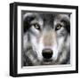 Grey Wolf Portrait-Sarah Stribbling-Framed Giclee Print