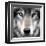 Grey Wolf Portrait-Sarah Stribbling-Framed Giclee Print