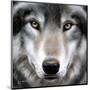 Grey Wolf Portrait-Sarah Stribbling-Mounted Giclee Print