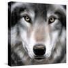 Grey Wolf Portrait-Sarah Stribbling-Stretched Canvas