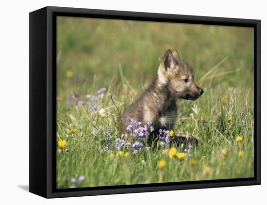 Grey Wolf Pup Amongst Flowers, Montana, USA-Tom Vezo-Framed Stretched Canvas